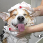 Dog Getting Bathed