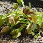 Venus flytrap Dionaea muscipula on white