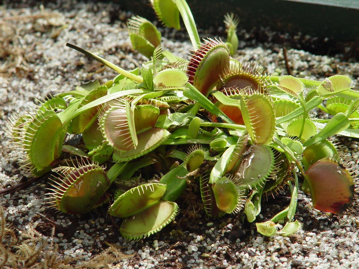 Venus flytrap Dionaea muscipula on white