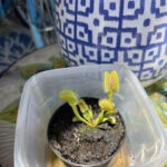 Venus flytrap with a spider