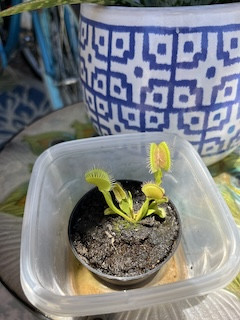 Venus flytrap with a spider