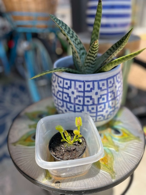 Venus flytrap eating a spider