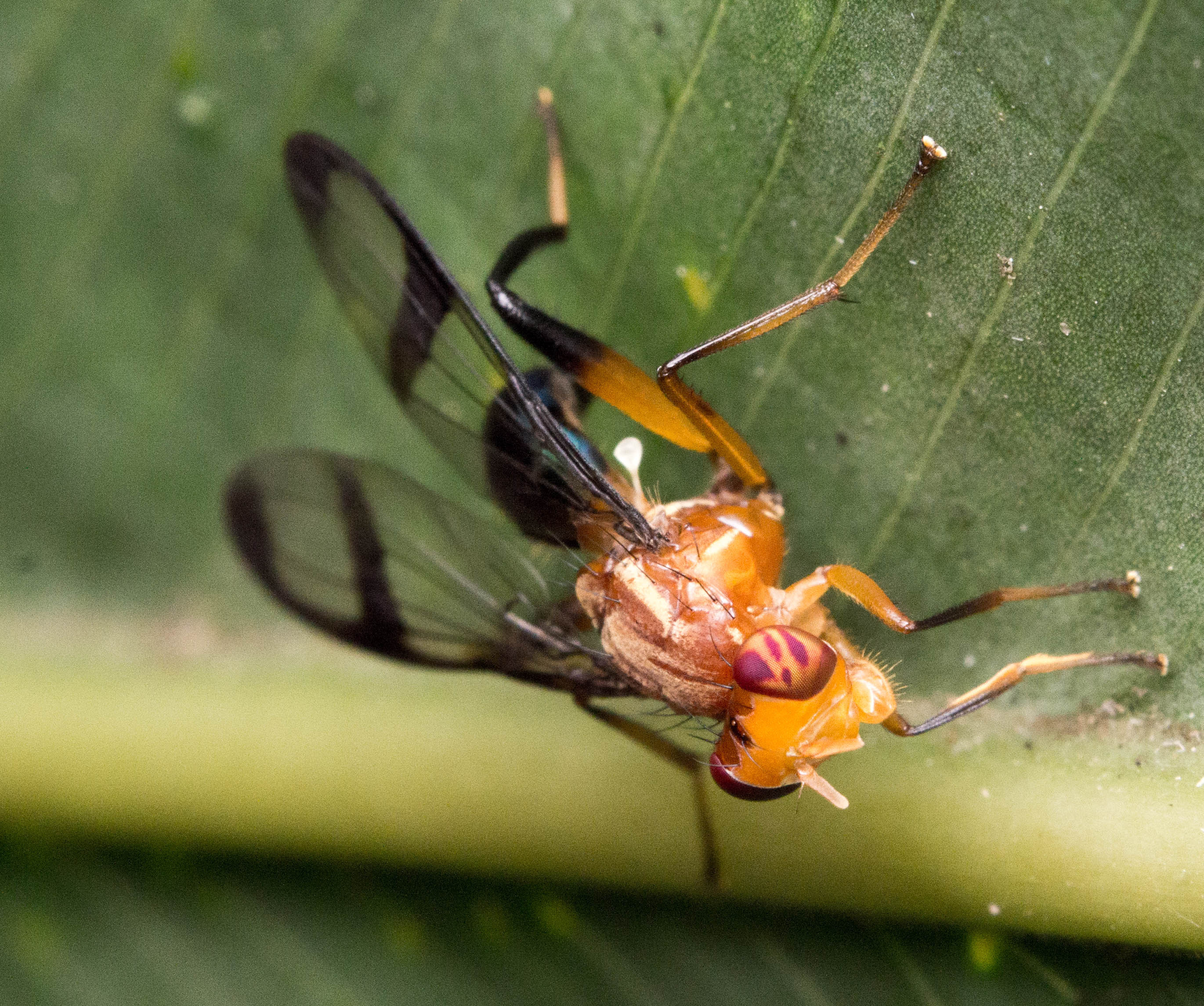 an orange fly with red striped eyes. below the transparent black striped wings you can see a small club structure - the haltere
