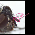 fly head highlighting the branched antennae. A bulb shape with a thin hair sticking out covered in smaller finer hairs