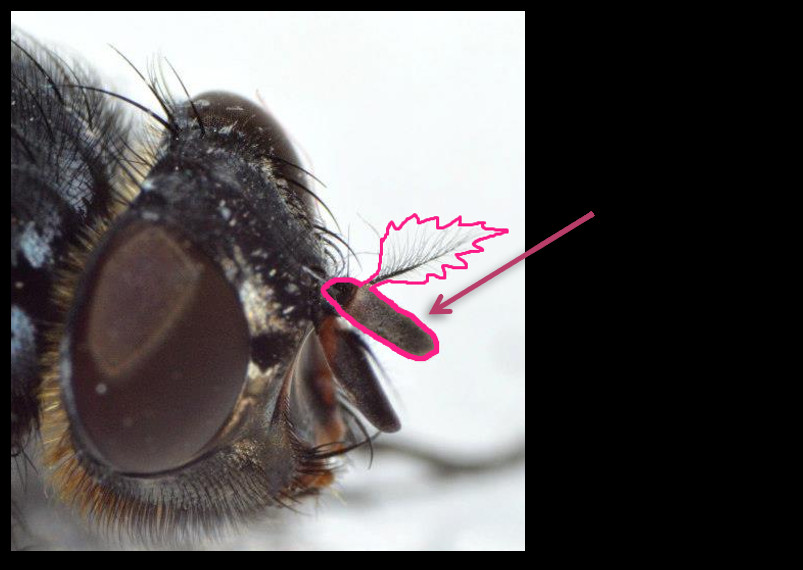 fly head highlighting the branched antennae. A bulb shape with a thin hair sticking out covered in smaller finer hairs