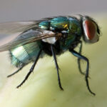 garbage Guard Insect Killer