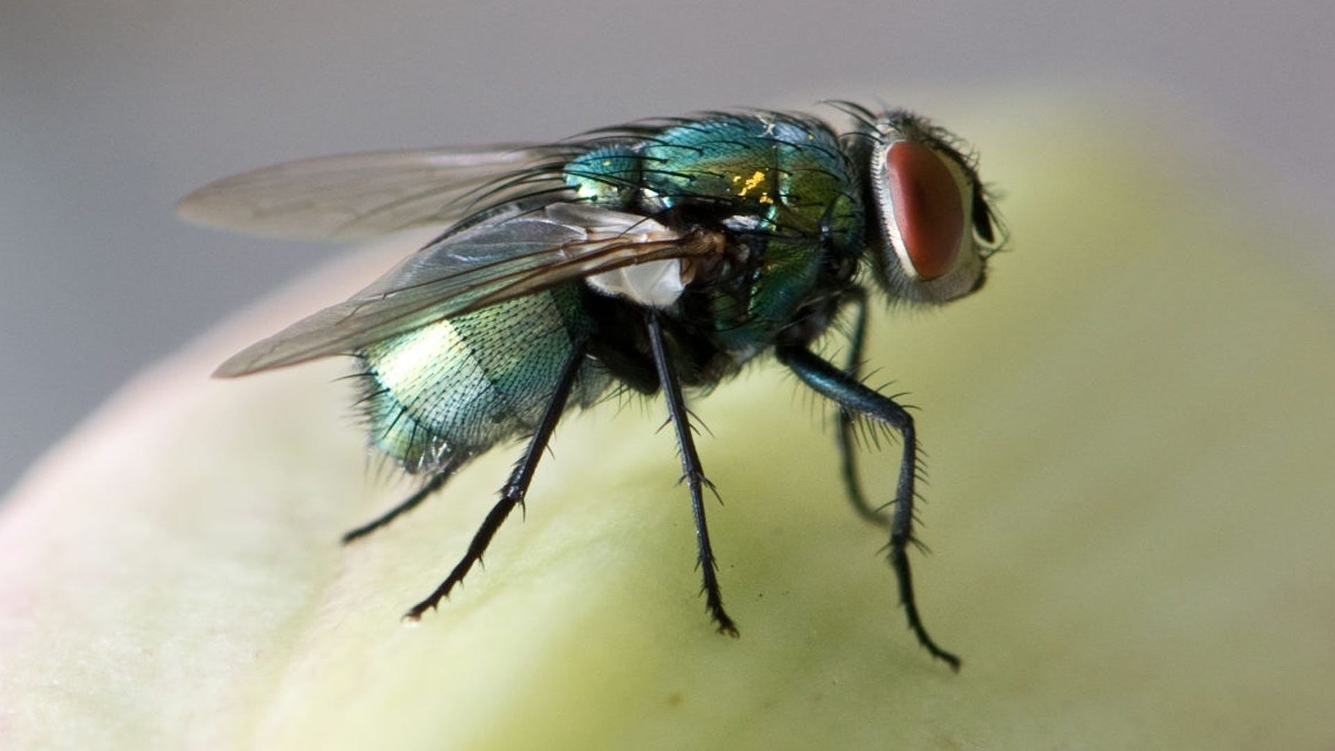 garbage Guard Insect Killer