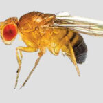 Close-up of a fruit fly with distinct red eyes