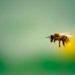 Honey bee in flight