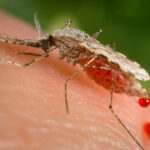 Female mosquito feeding on human blood
