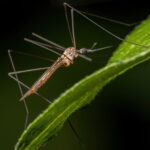 Crane Fly vs Mosquito Comparison