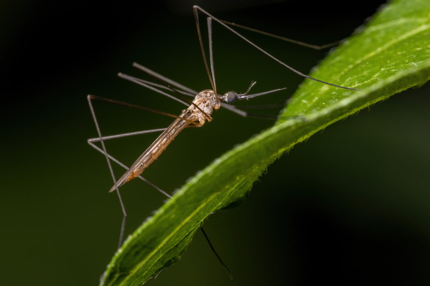 Crane Fly vs Mosquito Comparison