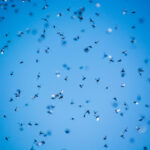 Flying ants swarming during mating season, demonstrating the "flying ant day" phenomenon