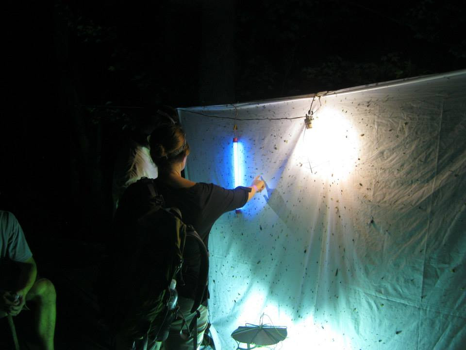 Entomologists checking out the black light at the Jean Lafitte Bioblitz in March 2013