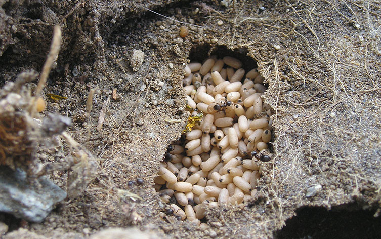 A *Lasius niger* ant nest that has been exposed when a paving slab was moved. Worker ants and pupae are visible. © Marcus33 via Wikimedia Commons (licensed under CC BY-SA 3.0)
