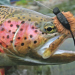 Morrish Mouse being used for fishing