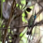 Marvelous Spatuletail courtship dance
