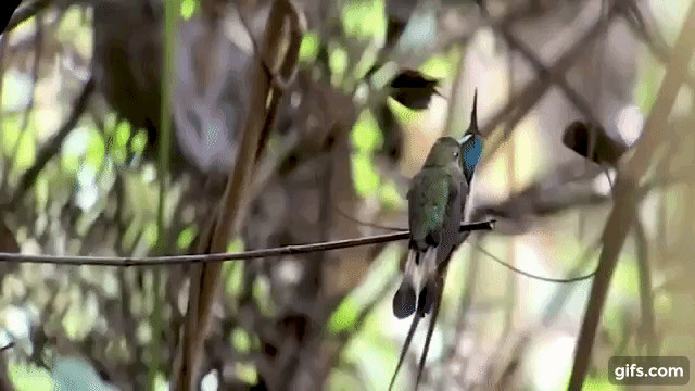 Marvelous Spatuletail courtship dance