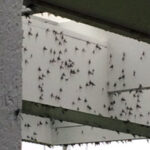 Mayflies swarming near a bridge