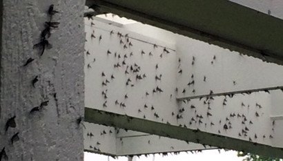 Mayflies swarming near a bridge