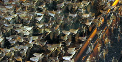 Mayflies covering a car