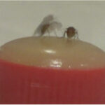 A masculinized female fly lunges, a behavior normally performed by males