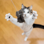 Cat chasing fly