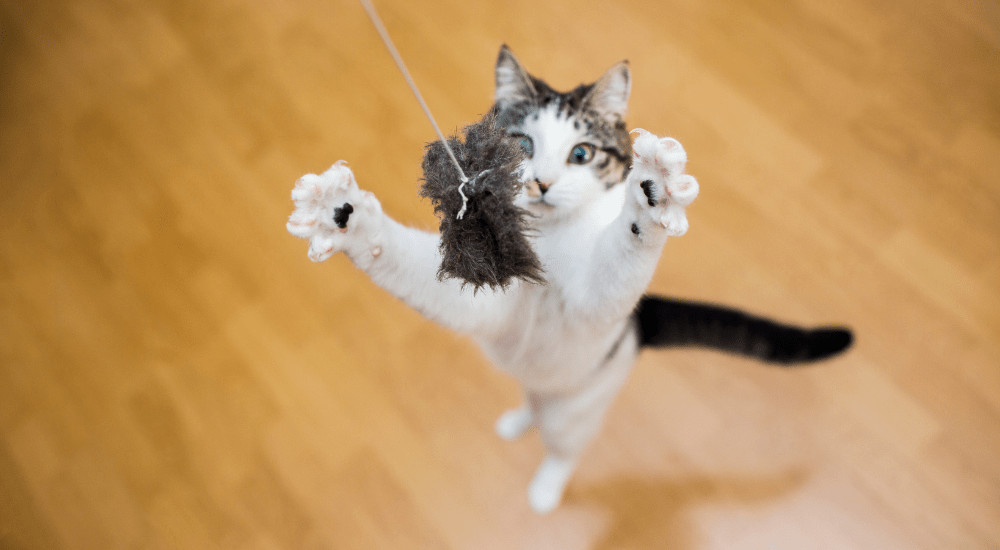 Cat chasing fly