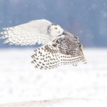 An owl flying low over a snow-covered field, hunting for prey.