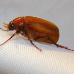 Close-up of the head of a brown June bug