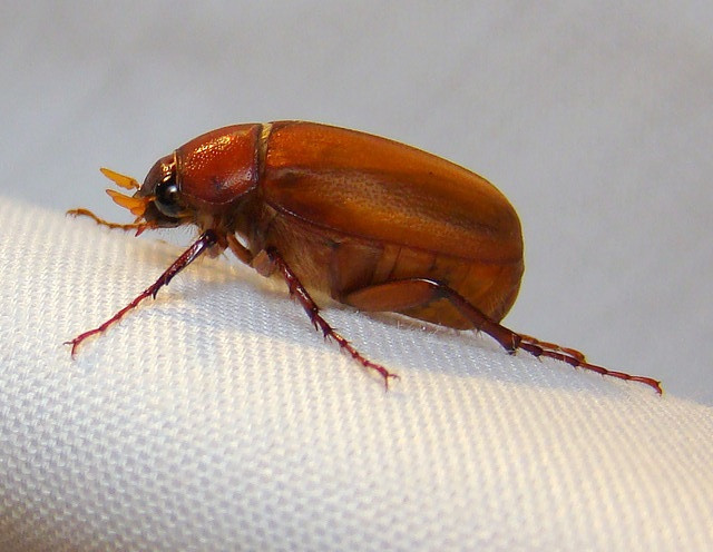 Close-up of the head of a brown June bug