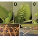 Venus flytrap lobes