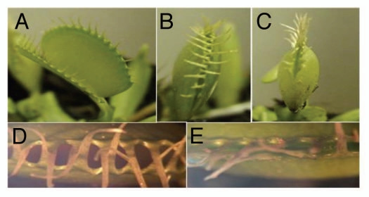 Venus flytrap lobes