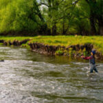 A female fly fisher casts a fly rod along the edge of a river near Park City, UT