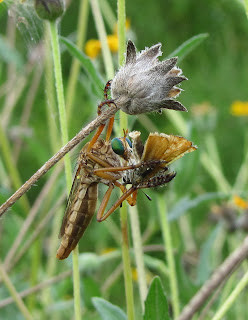Robber fly consuming its prey, illustrating the process of injecting digestive enzymes and extracting liquefied tissues