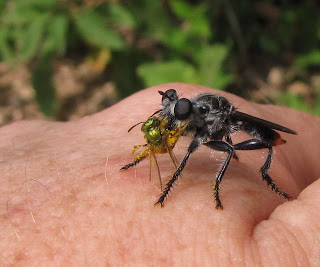 Close-up of a robber fly, showcasing the concave area between the eyes and the distinctive &quot;bearded&quot; face, crucial for identification