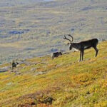 Reindeer in natural environment in northern Scandinavia.