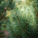 Pinus sylvestris - Conifers