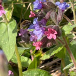 Bee-fly on a violet flower