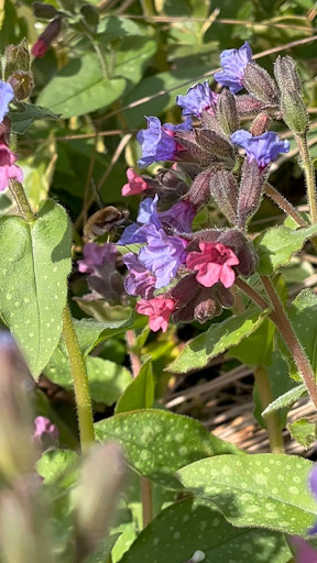 Bee-fly on a violet flower