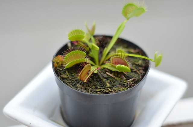 Bugs that Venus flytraps eat