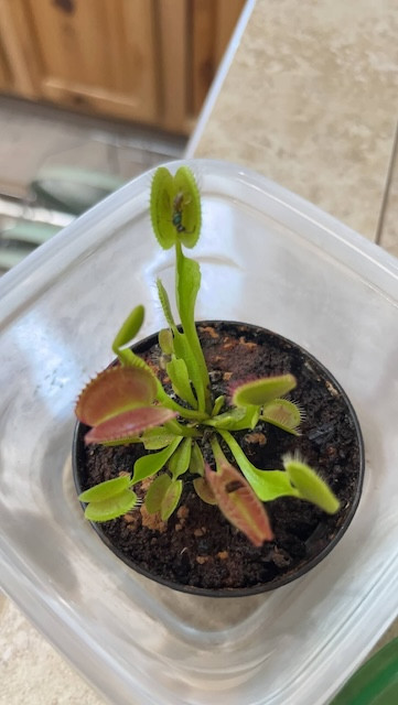 Venus flytrap with digested insects