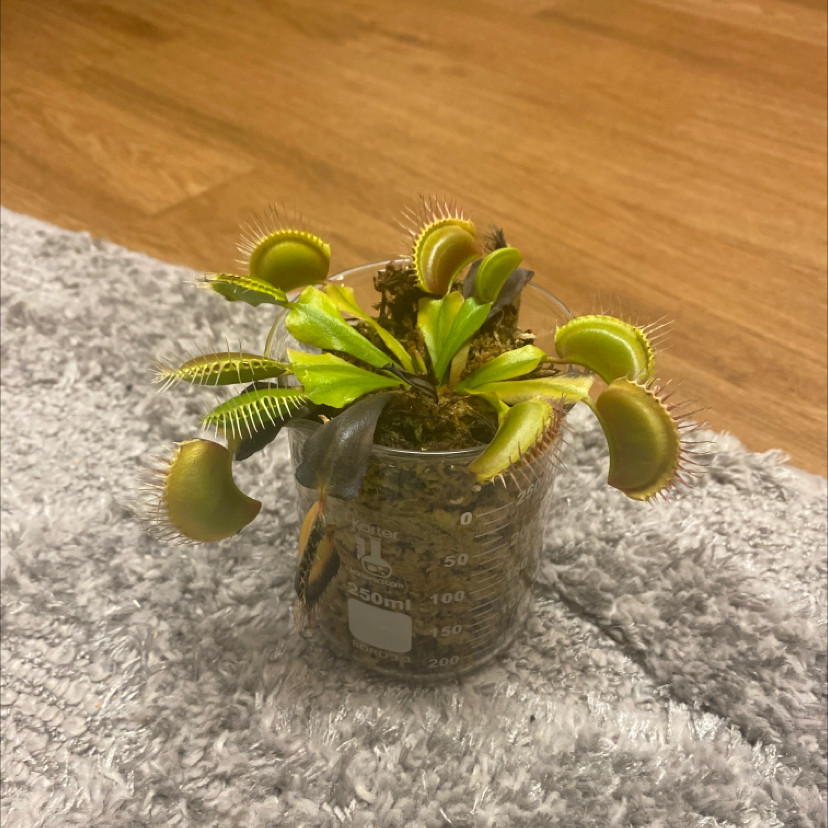 A Venus Fly Trap sits inside a clear container, highlighting the slight browning on some of its traps, indicating potential stress or improper care, and the need for a safe environment to protect cats.