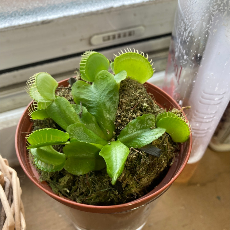 A Venus Fly Trap thriving in a small pot, its traps open wide and ready to capture insects, highlighting the plant's unique carnivorous nature and potential danger to curious cats.