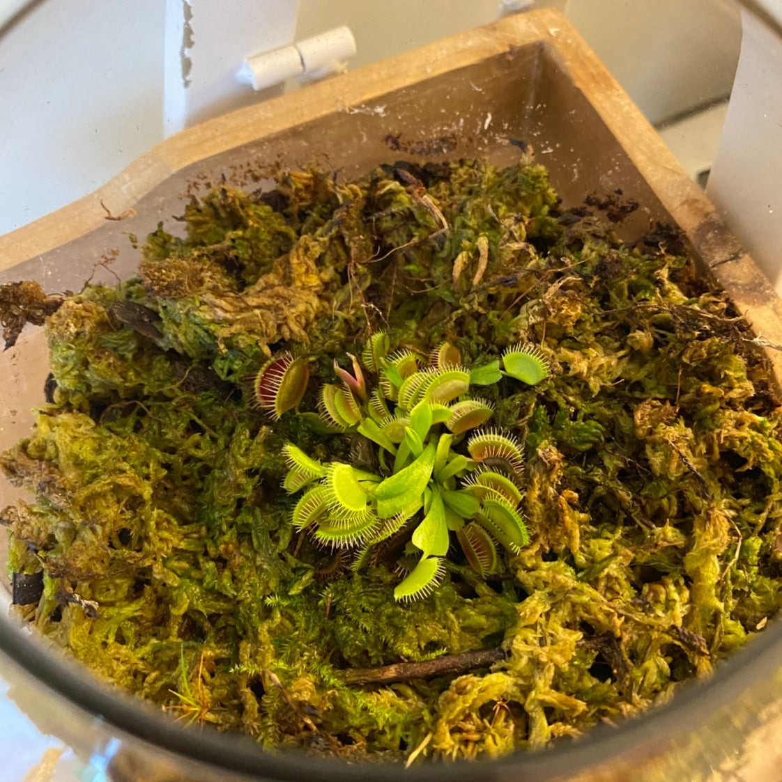 A close-up of a Venus Fly Trap's vibrant green traps, one of which is starting to brown, emphasizing the need for careful monitoring to prevent toxicity in cats.